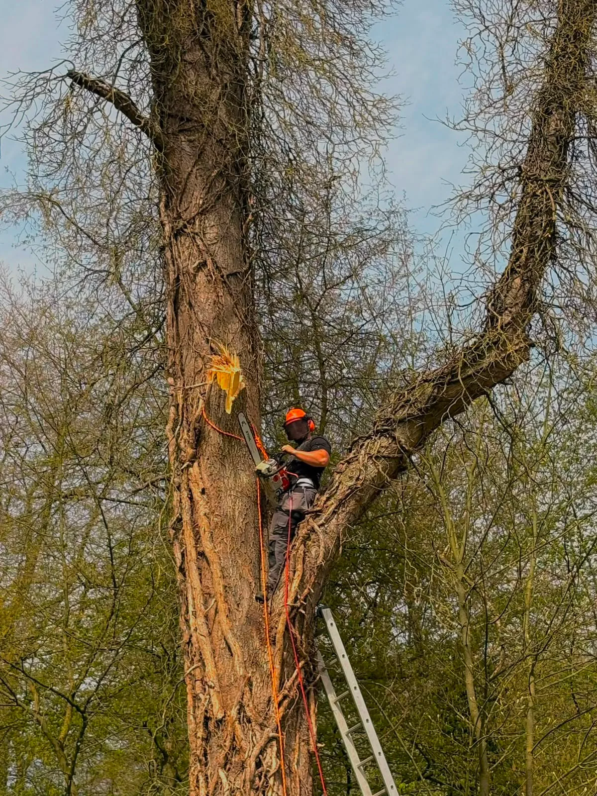 Élagage d'arbre en hauteur, intervention sécurisée Clear Up